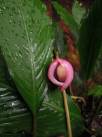 Ooia glans spatha and spadix at anthesis, Penrissen Range, Padawan, Sarawak, Borneo