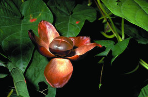 Operculina hamiltonii, capsular fruit, Sinnamary, French Guyana