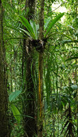 Ophioderma pendulum hanging from the root system of Asplenium australasicum, Imbu Rano, Kolombangara, Solomon Islands