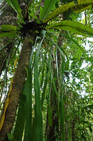 Ophioderma pendulum, tufted fronds emerging from the root ball of Asplenium australasicum, Imbu Rano, Kolombangara, Solomon Islands