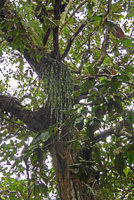 Ophioglossum pendulum, self installed as epiphyte without nesting in another basket fern, Biausevu, Viti Levu, Fiji