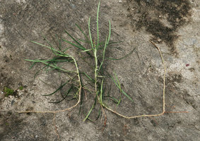 Ophiopogon chingii, long internodes resulting in an almost one meter long stem, Son Tra, 100 m asl, Da Nang, Vietnam