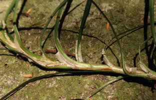 Ophiopogon chingii, papyraceous persistent leaf sheaths, close up, Son Tra, 100 m asl, Da Nang, Vietnam