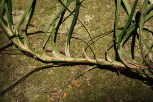 Ophiopogon  chingii, papyraceous persistent leaf sheaths, Son Tra, 100 m asl, Da Nang, Vietnam