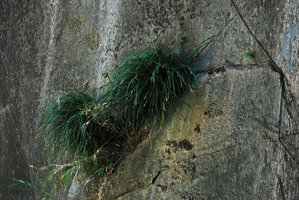 Ophiopogon in a crack, Taroko, Taiwan