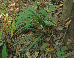 Ophiopogon longifolius, Doi Suthep NP, Chiang Mai, Thailand
