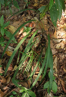 Ophiopogon longifolius, leaves and infructescence, Doi Suthep NP, Chiang Mai, Thailand