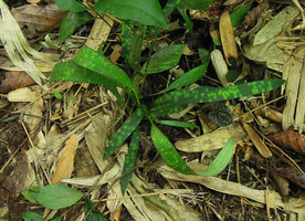 Ophiopogon marmoratus, Khao Yai NP, Thailand