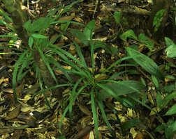 Ophiopogon sp. and Peliosanthes sp. growing side by side, Putao, Kachin, Myanmar
