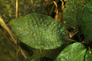 Ophiopogon sp., bullate leaf blade and petiole, Ba Be NP, Vietnam
