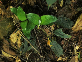 Ophiopogon sp., prostrate rosette of long petiolate leaves with bullate blade, Ba Be NP, Vietnam
