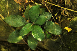 Ophiopogon sp., rosette of petiolated leaves with wide bullate blades, Ba Be NP, Vietnam