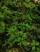 Ophiopogon sp., vegetative population of erect stems with apical rosette of leaves, Ba Be NP, Vietnam