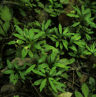 Ophiopogon sp., vegetative population with apical rosette of leaves, Ba Be NP, Vietnam