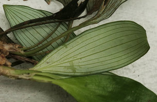 Ophiopogon sp., with bullate leaves, whitish lower surface of the young leaf blade with impressed dark green nerves, Ba Be NP, Vietnam