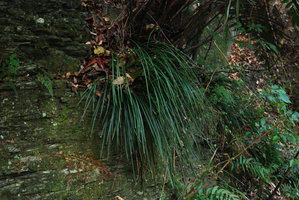 Ophiopogon on a rock, Taroko, Taiwan