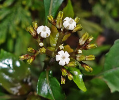 Ophiorrhiza debruynii, flower buds and flowers at anthesis, Masihulan, Seram, Moluccas