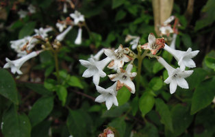Ophiorrhiza japonica, flower close-up, Yamaguchi, Japan