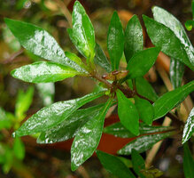 Ophiorrhiza peploides, fleshy bilobed erect capsular fruit,  Bouma Nat. Heritage Park, Taveuni, Fiji