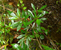 Ophiorrhiza peploides on its perhumid rocky habitat, Bouma Nat. Heritage Park, Taveuni, Fiji