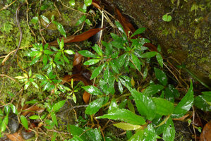 Ophiorrhiza peploides on mossy rock near a waterfall, Bouma Nat. Heritage Park, Taveuni, Fiji