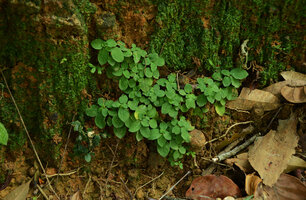 Ophiorrhiza radicans carpeting the base of a vertical earth bank, Pon Mudi, Kerala, India