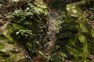 Ophiorrhiza singaporensis, population covering the humid mossy rocks, Bukit Timah, Singapore.jpeg