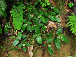 Ophiorrhiza sp. on earth bank, Xishuangbanna, China