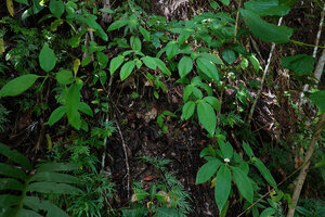 Ophiorrhiza sp. population on a vertical earth bank, Saleman, Seram, Moluccas