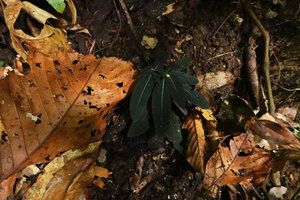 Ophiorrhiza sp., totally cryptic on the forest floor, Danum Valley, Sabah, Borneo
