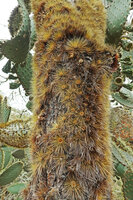 Opuntia galapageia var. gigantea, areoles, way to Tortuga Bay, Santa Cruz, Galapagos