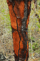Opuntia galapageia var. gigantea, bright orange scaly rhytidome with areoles scars of an old specimen, way to Tortuga Bay, Santa Cruz, Galapagos