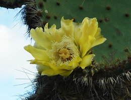 Opuntia galapageia var. gigantea, flower, Las Grietas, Santa Cruz, Galapagos