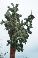 Opuntia galapageia var. gigantea, fruiting individual, way to Tortuga Bay, Santa Cruz, Galapagos
