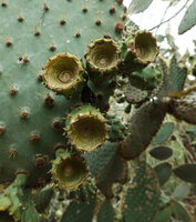 Opuntia galapageia var. gigantea, maturing fruits, way to Tortuga Bay, Santa Cruz, Galapagos