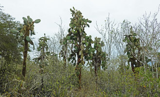 Opuntia galapageia var. gigantea, population in coastal bush during the cold dry season, way to Tortuga Bay, Santa Cruz, Galapagos
