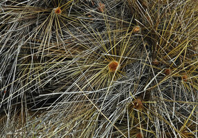 Opuntia galapageia var. myriacantha, areoles producing continuously the long golden spines, Las Bachas, Santa Cruz, Galapagos