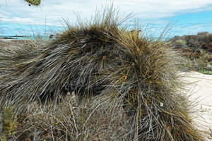Opuntia galapageia var. myriacantha, branch produced by succession of pads, Las Bachas, Santa Cruz, Galapagos