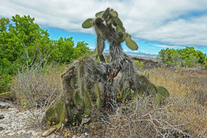 Opuntia galapageia var. myriacantha, old individual on sandy substratum, just few meters away from the ocean, Las Bachas, Santa Cruz, Galapagos