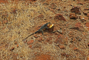 Opuntia galapageia var. zacana almost totally destroyed by the greedy introduced land iguanas Conolophus subcristatus, North Seymour, Galapagos