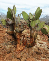 Opuntia galapageia var. zacana, old individual with an introduced land iguana Conolophus subcristatus around its base, North Seymour, Galapagos