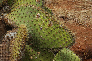 Opuntia galapageia var. zacana, pads, North Seymour, Galapagos