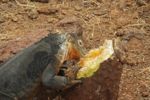 Opuntia galapageia var. zacana, the last basal part of the main trunk eaten eaten by a greedy introduced land iguana Conolophus subcristatus, North Seymour, Galapagos
