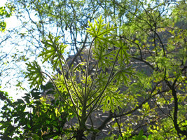 Oreopanax peltatum, Cuernavaca, Mexico