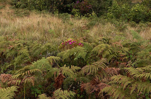 Osbeckia leschenaultiana as a small shrub in the shola forest grassland mosaic, Eravikulam NP, Kerala, India