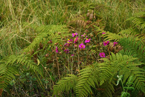 Osbeckia leschenaultiana in the grassland shola forest mosaic, Eravikulam NP, Kerala, India