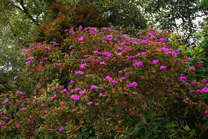 Osbeckia reticulata, blooming tree, Eravikulam NP, Kerala, India