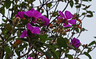 Osbeckia reticulata, flowering stems, Eravikulam NP, Kerala, India