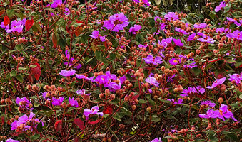 Osbeckia reticulata, flowers at anthesis and maturing fruits, Eravikulam NP, Kerala, India
