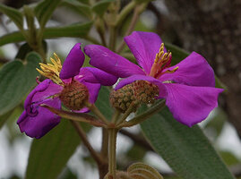 Osbeckia reticulata, hypanthium of the flowers covered with characteristic large hairy emergences, Eravikulam NP, Kerala, India